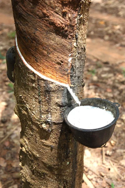 Milch aus Gummibaum fließt in Holzschale — Stockfoto