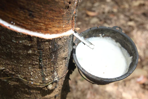 süt kauçuk ağacı ahşap bir kasenin içine akar