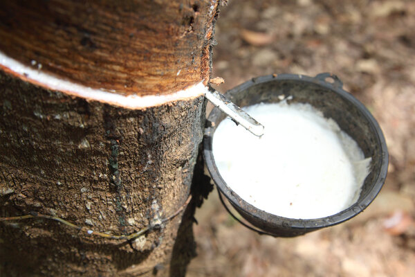 Молоко каучукового дерева течёт в деревянную чашу
