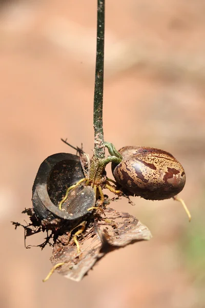 Küçük kauçuk ağacı ve kauçuk tohum
