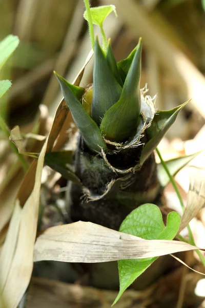 Küçük bambu — Stok fotoğraf