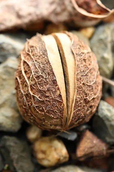 Rubber Tree Seed — Stock Photo, Image