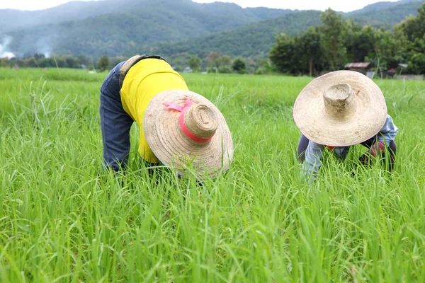 Gli agricoltori piantano riso nell'azienda agricola — Foto Stock