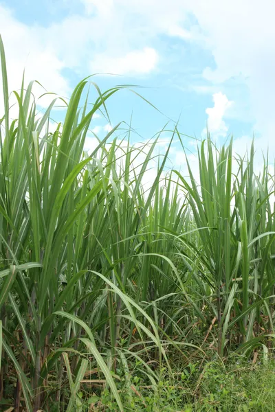 şeker kamışı ekimi