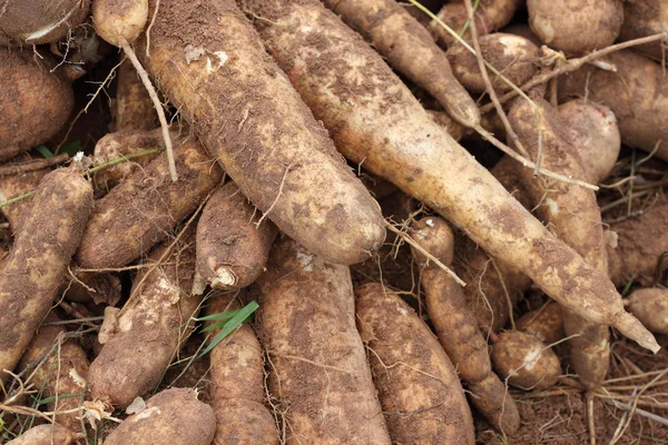 Cassava bulb on ground — Stock Photo, Image