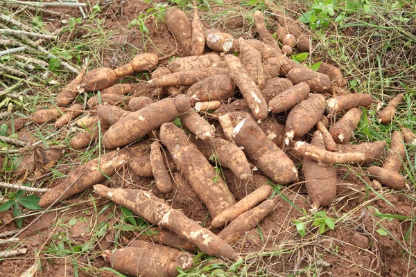 Cassava lampadina a terra — Foto Stock