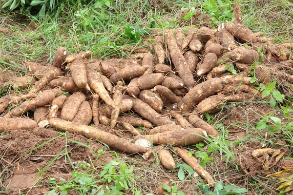 Cassava bulb on ground — Stock Photo, Image