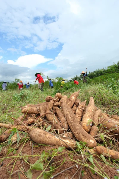 zeminde manyok ampul