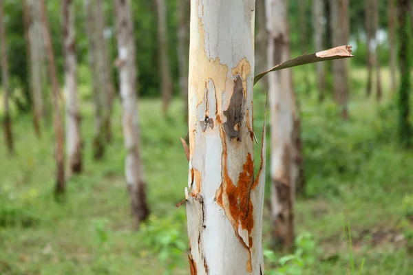 Gum tree eucalyptus — Stock Photo, Image