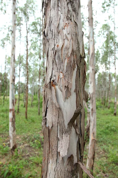 Albero di gomma eucalipto — Foto Stock