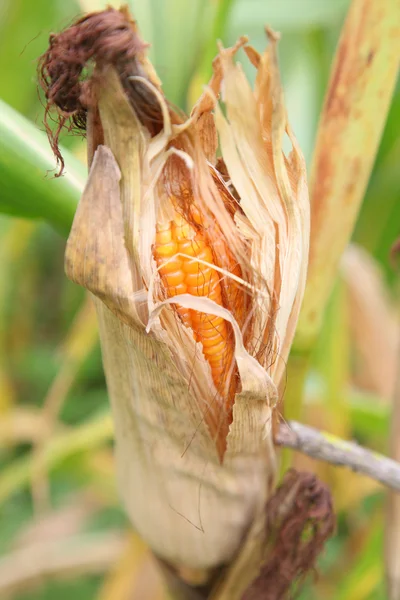 Corn on the stalk in the field — Stock Photo, Image