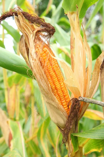 Kukuřice na stonku na poli — Stock fotografie
