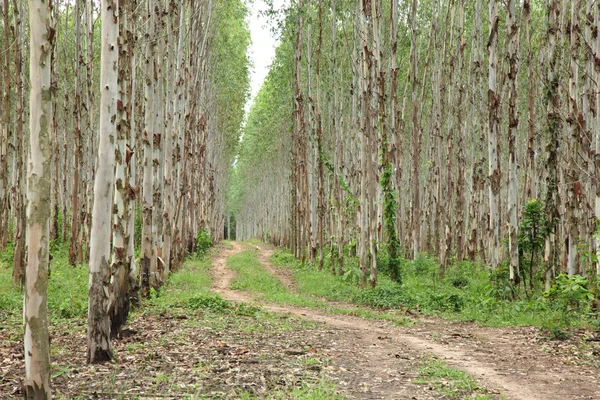 Carretera en parque — Foto de Stock