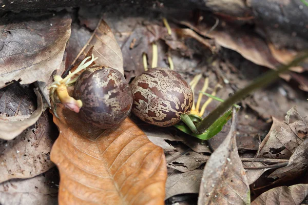 Rubber tree seed — Stock Photo, Image