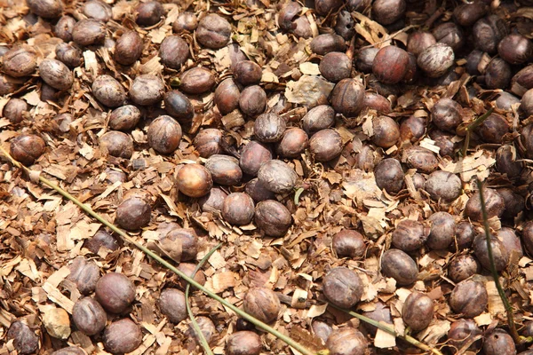 Seme di albero di gomma — Foto Stock