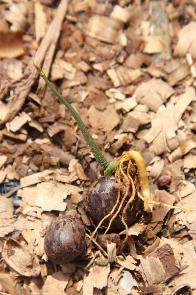 Kauçuk ağacı tohumu — Stok fotoğraf