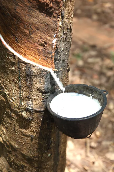 Leite de árvore de borracha flui em uma tigela de madeira Imagem De Stock