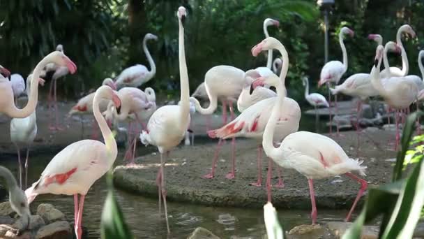 Petits flamants roses 