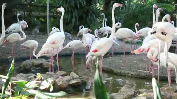 Pequenos Flamingos — Vídeo de Stock