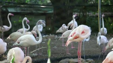 küçük Flamingo