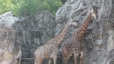 Zürafalar yürüyüş