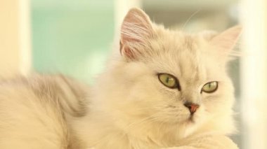 Farsça kedi (yüz yukarı)