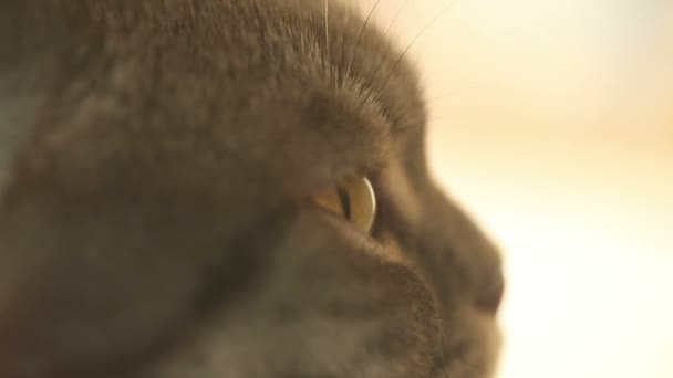 Cat eyes macro — Stock Video