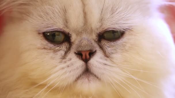 Gatto persiano — Video Stock