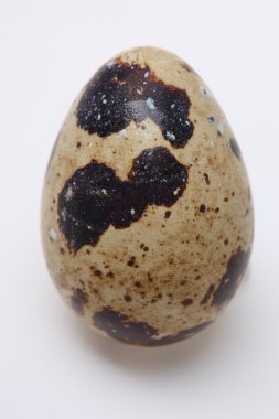 Bıldırcın yumurta