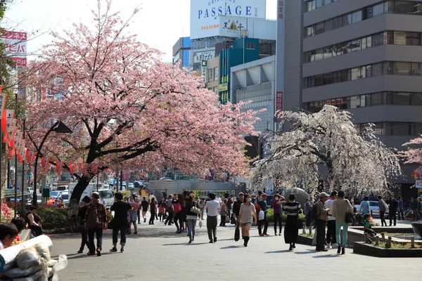 Tokyo, Japonsko - 20. března: cherry blossom festival v ueno park, 20 březen 2013 v Tokiu, Japonsko. prohlížení třešňový květ je tradiční japonský zvyk. Ueno park je jedním z nejlepší místo, kde si to. — Stock fotografie