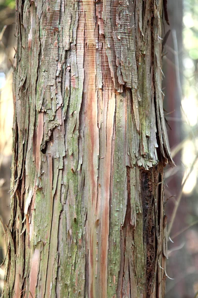 Corteza de árbol vieja — Foto de Stock