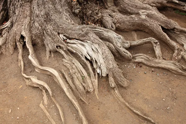 Raíces de árboles —  Fotos de Stock