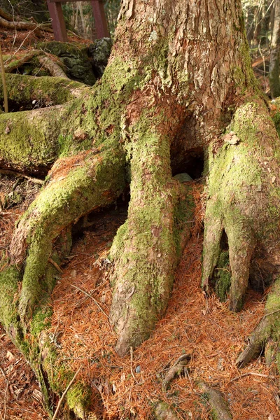 Boomwortels en zonneschijn in een groen bos — Stockfoto