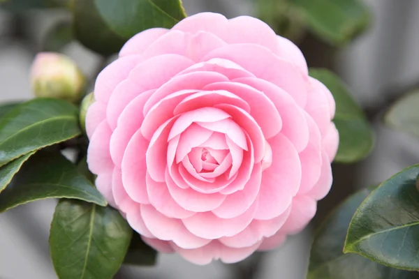 Piękna różowa róża w ogrodzie — Zdjęcie stockowe