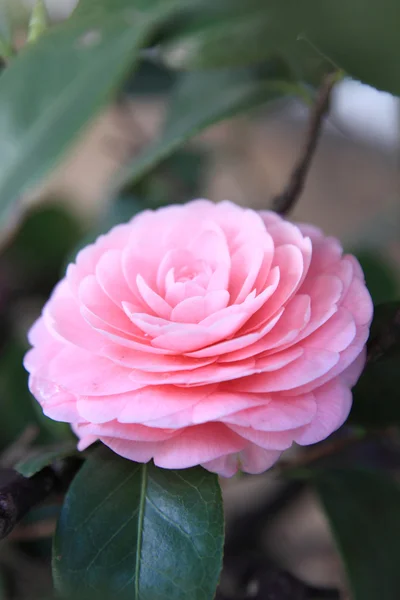 Hermosa rosa rosa en un jardín — Foto de Stock