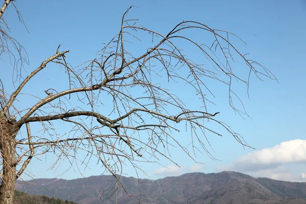 Arbre au-dessus du ciel bleu ensoleillé, angle bas . — Photo