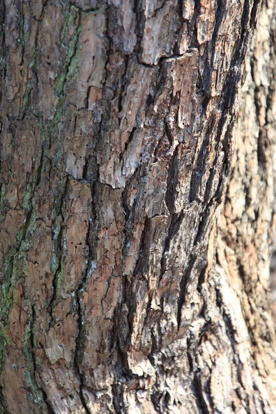 Struktura kůry borovice — Stock fotografie