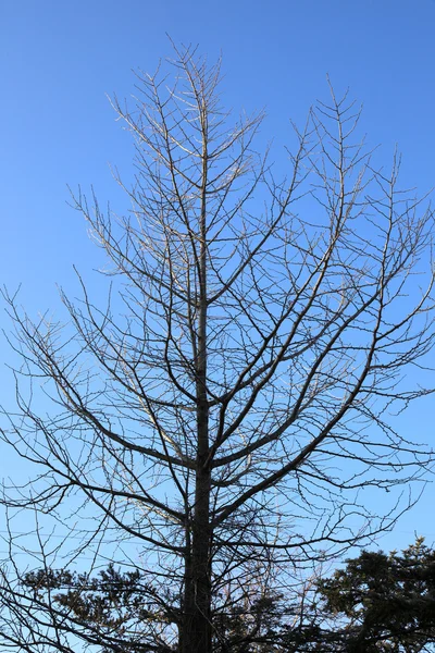 Boom over blauwe zonnige hemel, lage hoek geschoten. — Stockfoto