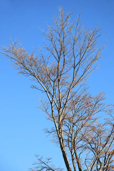 Дерево над голубым солнечным небом, низкоугольный выстрел . — стоковое фото