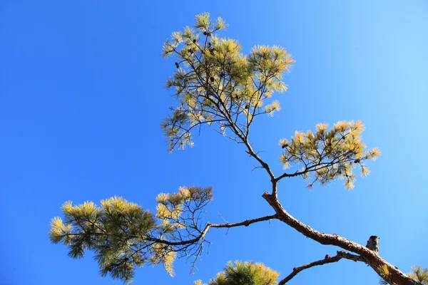 Arbre au-dessus du ciel bleu ensoleillé, angle bas . — Photo