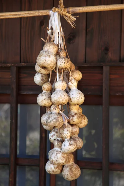 Calabash. — Foto de Stock