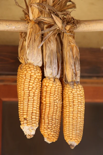 Dry corn — Stock Photo, Image