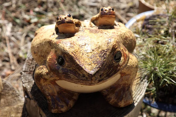 Decorative big frog — Stock Photo, Image