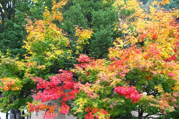 Arbres colorés d'automne à Hida Folk Village takayama japon — Photo