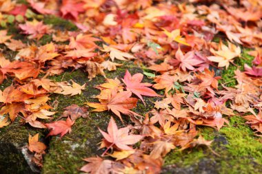 close up renkli sonbahar yaprakları