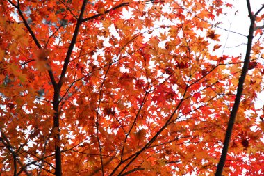 hida halk Köyü takayama Japonya'da sonbahar renkli ağaçlar