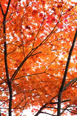 hida halk Köyü takayama Japonya'da sonbahar renkli ağaçlar