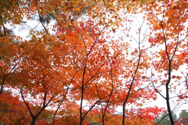 hida halk Köyü takayama Japonya'da sonbahar renkli ağaçlar