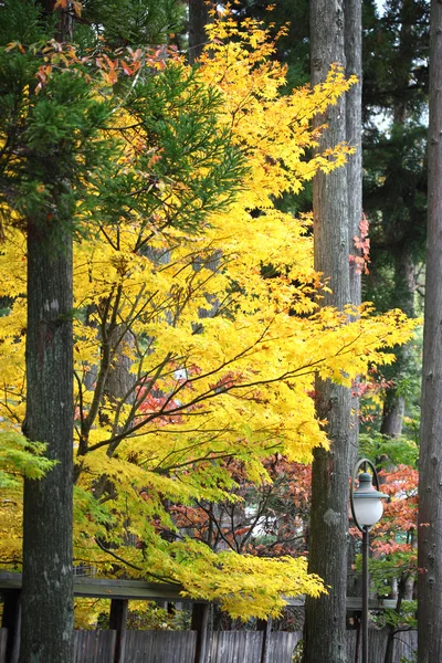 Árboles de colores otoñales en Hida Folk Village takayama japan —  Fotos de Stock