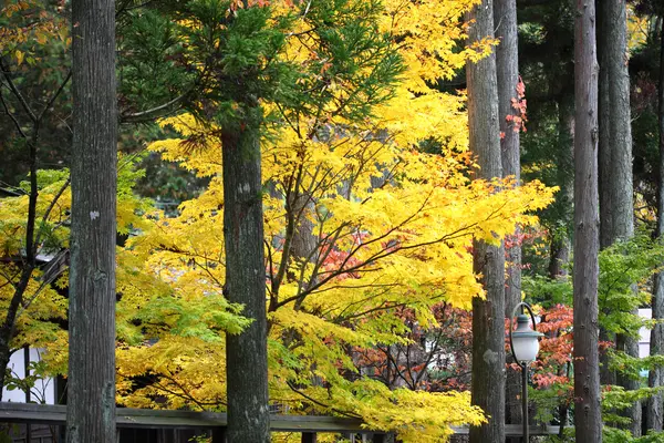 Podzimní barevné stromy v hida lidových vesnice takayama Japonsko — Stock fotografie